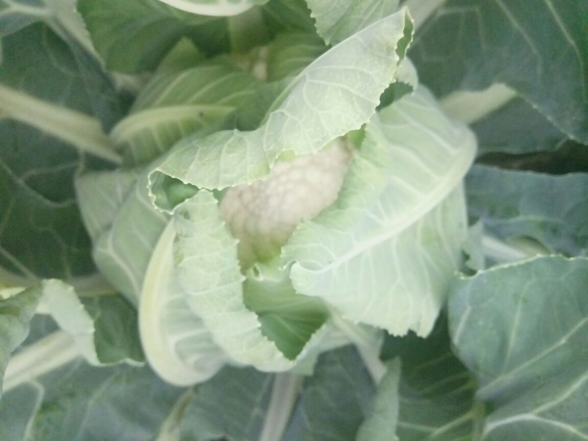 白花菜花整体特写