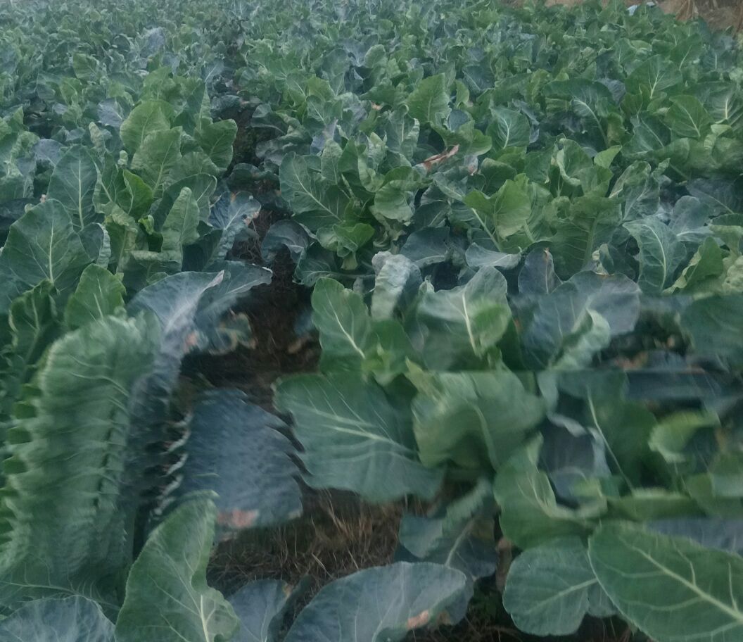一片生长中的白花菜花田,植株整齐排列,叶片深绿肥厚,中央花球紧实洁白,处于采收前期阶段,背景为湿润壤土,显示良好的田间管理状态 白花菜花植株整体形态展示