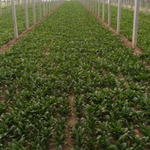 大叶菠菜20~25厘米