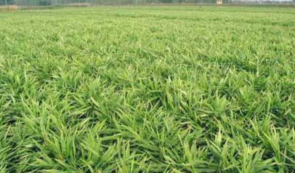 莱芜大面姜田间生长实景图