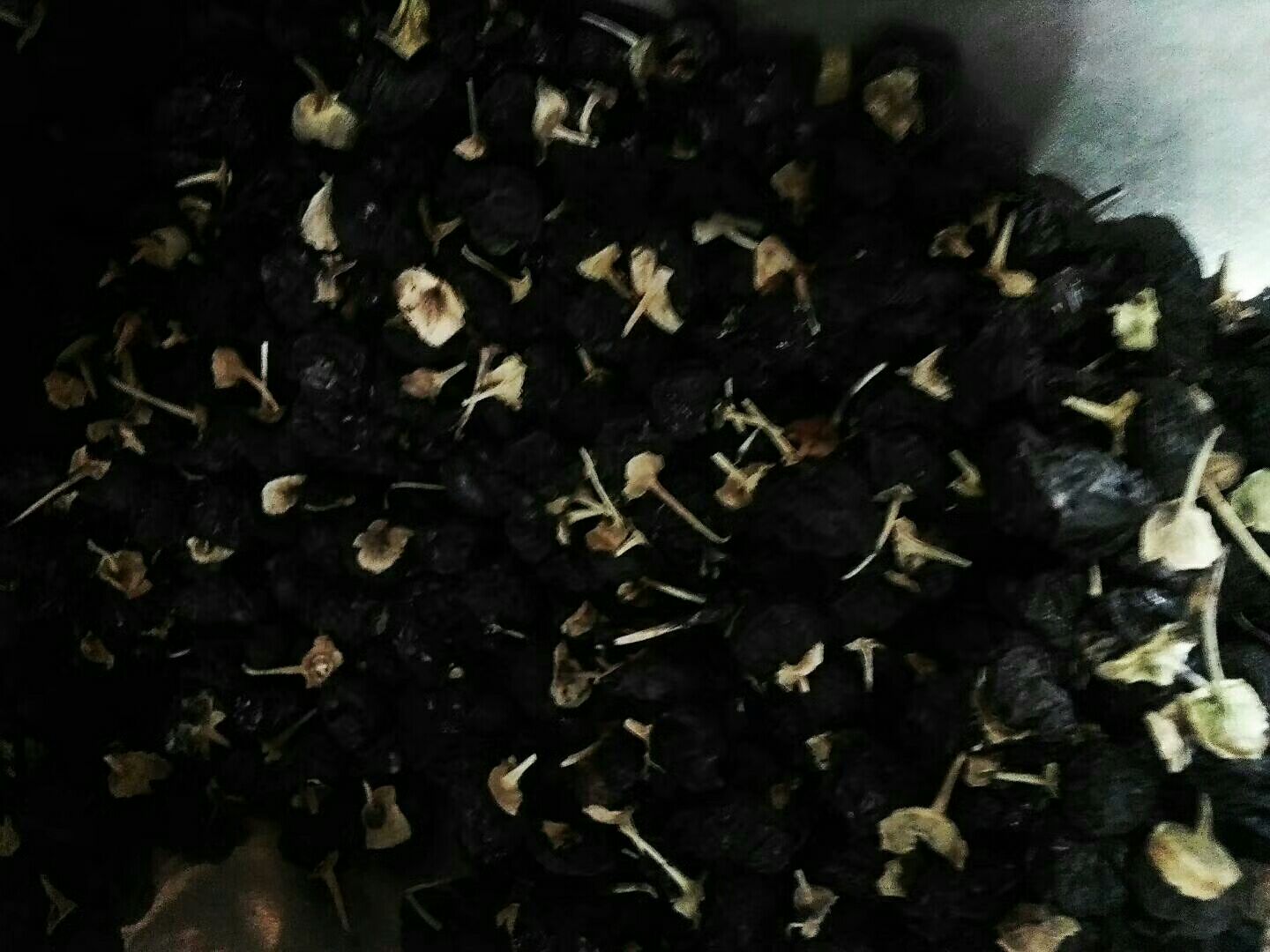 黑枸杞花的特写照片,展现其紫黑色花瓣与自然生长环境 黑枸杞花的特写照片