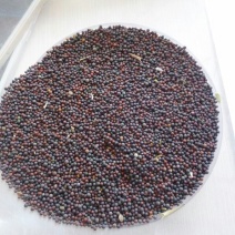 甘蓝型油菜籽2级