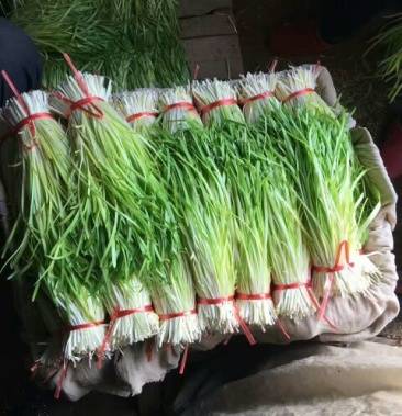 南宫黄韭头茬2030公分批发黄韭菜基地直供