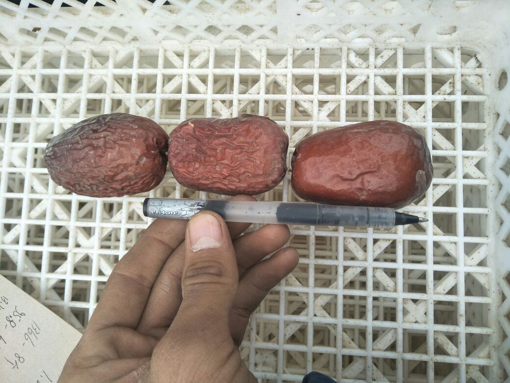 和田大枣称重对比图