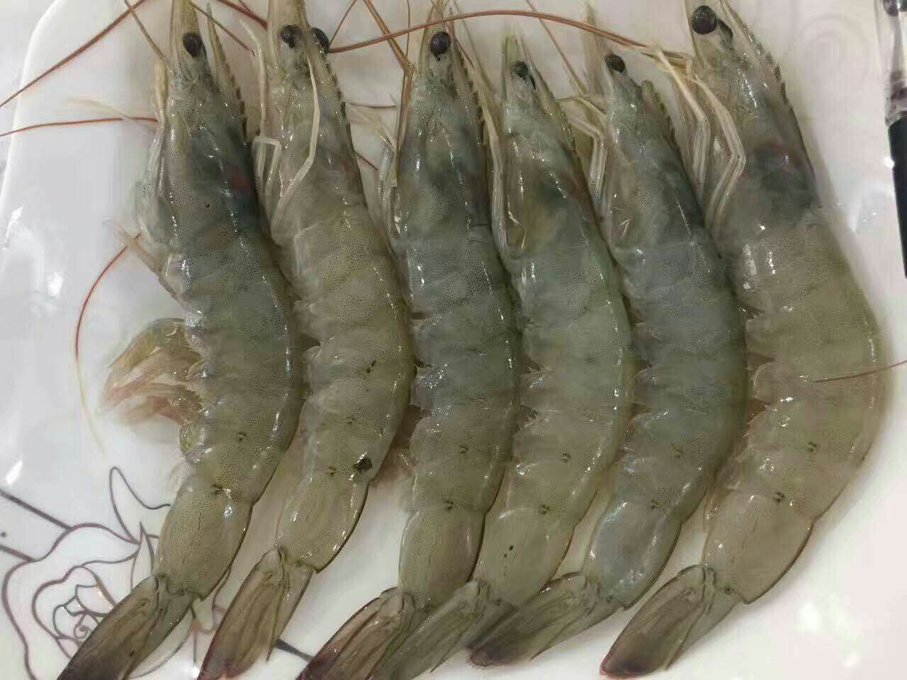 一位厨师在明亮的厨房中用不锈钢锅清煮一锅大南美白对虾,虾身已变为粉红色,锅边配有姜片、葱段,桌面摆放着空盘和调料瓶,氛围温馨专业 厨房中正在烹饪白对虾的场景
