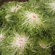 苦菊15~20cm