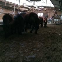 肉马200~300kg