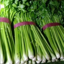芹菜60cm以上