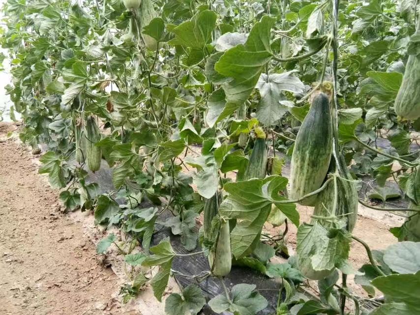 同一甜瓜植株上同时存在盛开的黄色甜瓜花与刚刚结果的幼小甜瓜,幼果表面有细密绒毛,藤蔓攀附在支架上,环境为清晨露水未干的田园场景,展现从花到果的自然过渡过程 甜瓜花与幼果同株画面