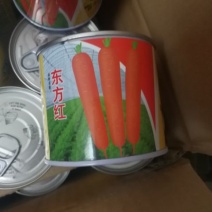 胡萝卜种子