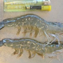 近缘新对虾食用活虾