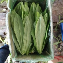 美冠35~40cm以上