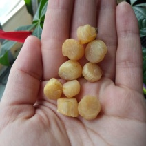干瑶柱