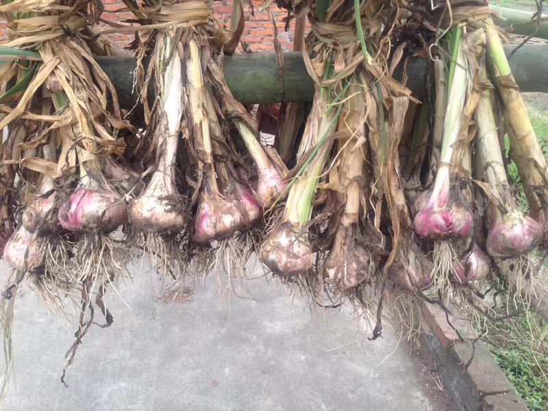 建水紫皮红蒜鲜品整头特写图