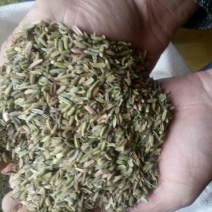 茴香籽
