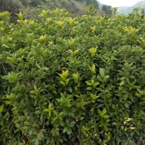 丹桂苗50~60cm