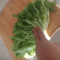 苦菊10~12cm