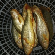 大黄鱼食用