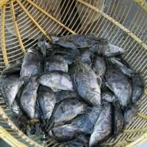 鳜鱼鱼苗活鱼10~20cm