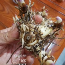 白芨种苗10~20cm