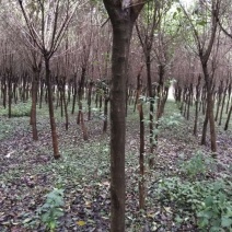 高杆女贞8~10cm