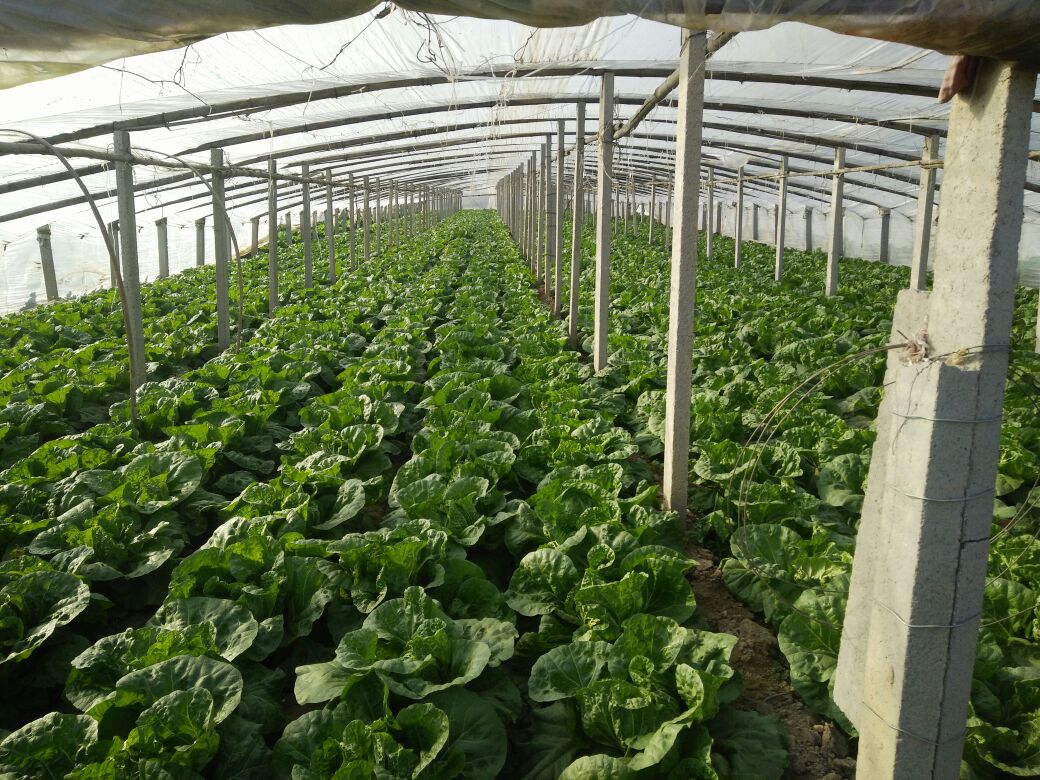 图示:西北干旱区夏季白菜干加工现场。工人佩戴遮阳帽与棉麻手套,在7:30–11:00黄金时段进行摊晒作业;竹匾整齐排列于覆白膜水泥场,匾内白菜呈均匀薄层;背景可见气象站实时屏显:T=31.2℃,RH=46%,UV指数=9.2 夏季白菜干限时日晒作业流程图
