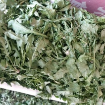 荠菜5~10cm