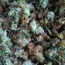 怀菊花散装