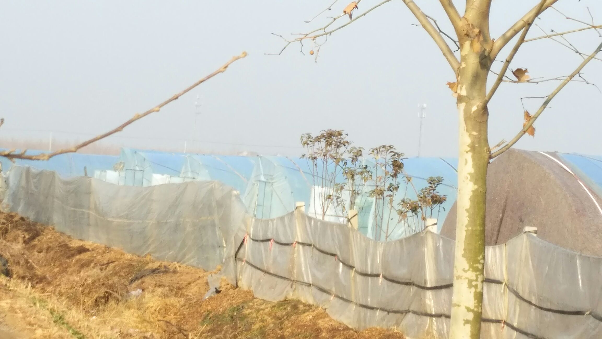 展示奶油草莓与巧克力草莓在不同产地的种植环境,包括气候、土壤与大棚管理 不同产地的奶油草莓与巧克力草莓种植环境对比