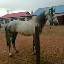 肉马400~500kg