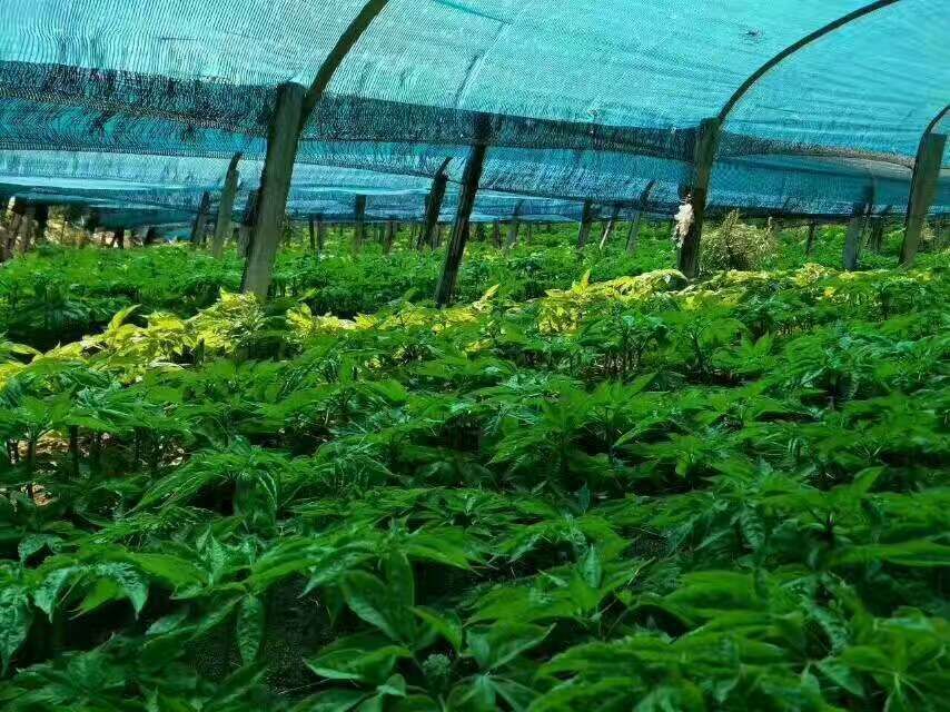 东北长白山人参种植基地航拍图