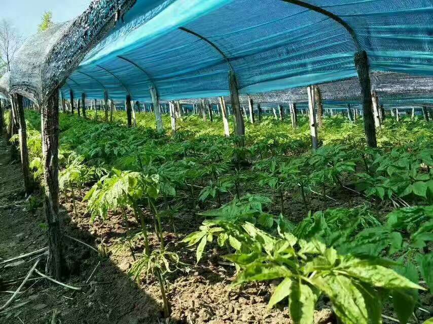 展示吉林省长白山区边条红参的种植环境与遮阳棚下的生长状态 边条红参种植基地实景图