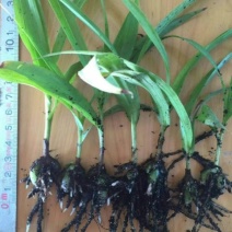 白芨种苗10cm以下