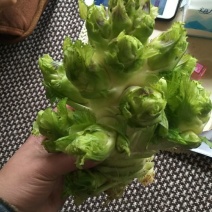儿菜5两以上