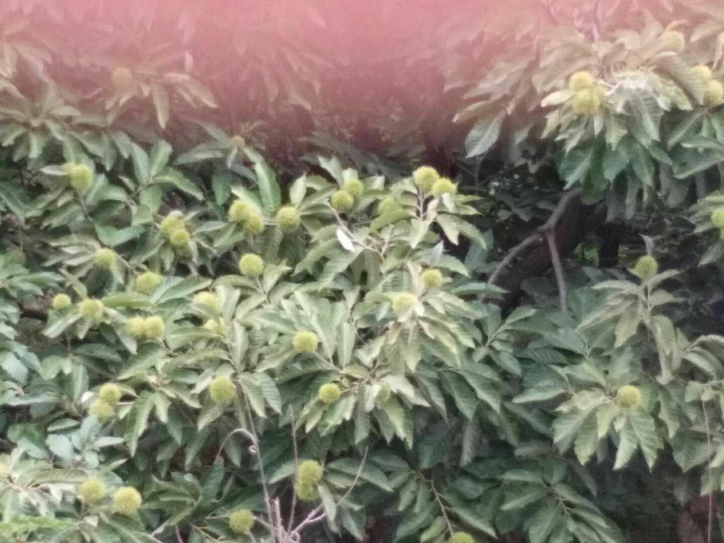 锥栗与板栗植株对比图