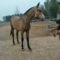 肉马400~500kg