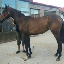 肉马400~500kg