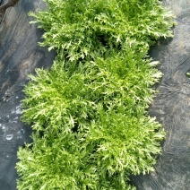苦菊8~10cm