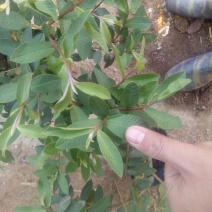 番石榴苗细叶香番榴