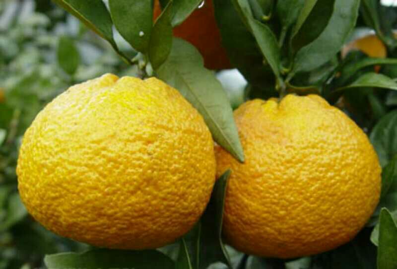 黄果柑与丑柑对比展示