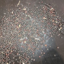 甘蓝型油菜籽1级
