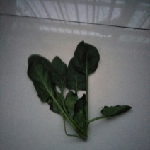 秋菠菜15~20厘米