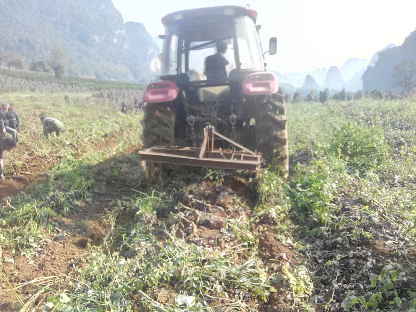 阳山粉葛种植基地航拍图