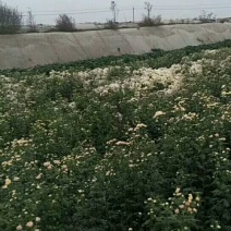 药用菊花袋装