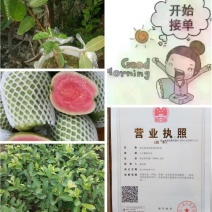 西瓜番石榴苗30~50cm