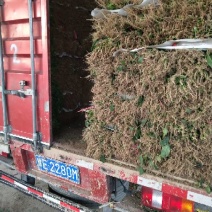 大叶菠菜20~25厘米
