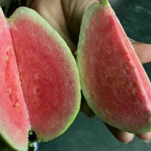 西瓜番石榴苗30~50cm