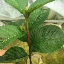 红宝石芭乐苗