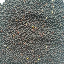 油菜籽1级