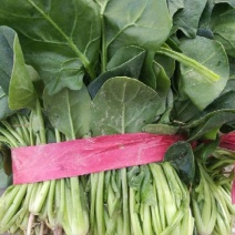 大叶菠菜20~25厘米